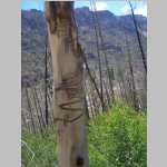 More scenic shots of burnt trees