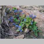 Oregon grape?