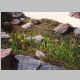 Glacier Lilies (<i>Erythronium grandiflorum</i>)