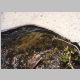 Creek and snow