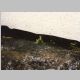 White Marsh Marigold (<i>Caltha leptosepala</i>) under snow