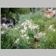 More Columbine