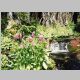 Creekside flowers