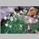 Bear Lake Columbine