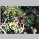 Campside flowers