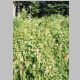 Meadow flowers