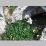 on the trail up Medicine Bow Peak, nice Columbine picture