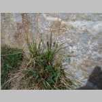 unidentified plant, at first I though it might be the grass <i>Phippsia</i>, but it is probably <i>Carex</i> sp