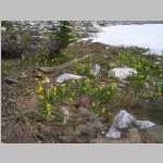 from the col to our trailhead many of the flowers are unidentified by me except for Snow Lilies, Marsh Marigold, and White Globeflower