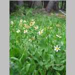 from the col to our trailhead many of the flowers are unidentified by me except for Snow Lilies, Marsh Marigold, and White Globeflower