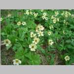 from the col to our trailhead many of the flowers are unidentified by me except for Snow Lilies, Marsh Marigold, and White Globeflower