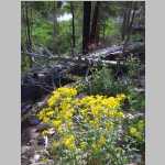 Flowers at Big Creek Falls