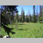 meadow at 10,500'