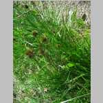 hike up to Point 11,071', attempts to photograph some <i>Carex</i> species