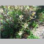 hike up to Point 11,071', <i>Pedicularis racemosa</i> Douglas ex Benth. var. <i>alba</i> Pennell (Orobanchaceae) "Sickletop Lousewort"