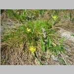 hike around the Seven Lakes area, <i> Erythronium grandiflorum</i> Pursh ssp. <i> grandiflorum</i> (Liliaceae) "Avalanche Lily", "Elephant's Head"