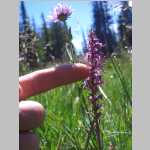 hike around the Seven Lakes area, <i>Peducularis groenlandica</i> Retz. (Orobanchaceae)