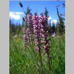 hike around the Seven Lakes area, <i>Peducularis groenlandica</i> Retz. (Orobanchaceae)