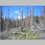 within the beetle-kill and burn zone (near Big Creek Falls)