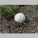 Fungus in camp area,it did not survive our presence over 3 days