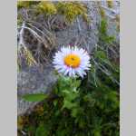 Mountain Aster