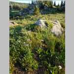 Wildflowers near Camp in background