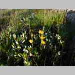 more wildflowers