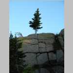 Tree near Camp