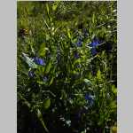 Bluebells on hike to Divide