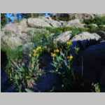 Wildflowers near camp at sunrise