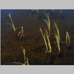 Water plants in lake