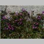 Wildflowers near dishwashing area
