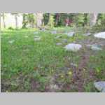 Ted, Glacier Lilies