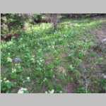 Marsh Marigolds