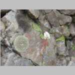 Cool lichens