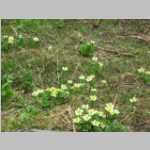 Marsh Marigolds