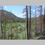 Beaver ponds
