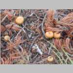 Fungus amoungus