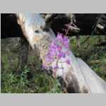 More Fireweed