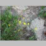 Marsh Marigolds