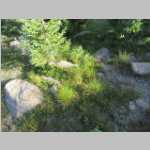 rocks