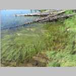 Eel grass?
