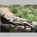 Least chipmunk (<i> Neotamias minimus</i> ) 