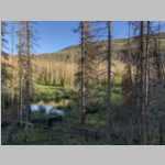 1st Camp Trees