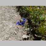 Gentian