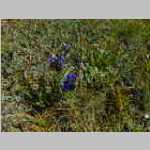 Gentian