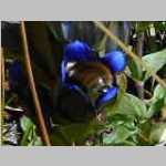 Gentian