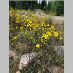 <i>Heliomeris multiflora</i> Nutt. var. multiflora (Asteraceae) "Showy Goldeneye"