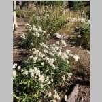 day hike to Mica Lake in the Mount Zirkel Wilderness, Anaphalis margaritacea (L.) Benth. & Hook. (Asteraceae)