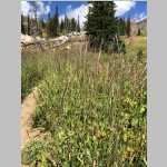 day hike to Mica Lake in the Mount Zirkel Wilderness, Elymus glaucus Buckley ssp. glaucus (Poaceae)